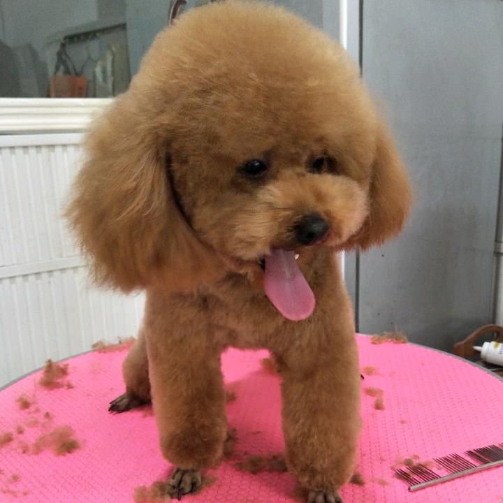 可爱的鱼