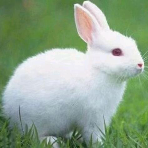 伊利牛奶