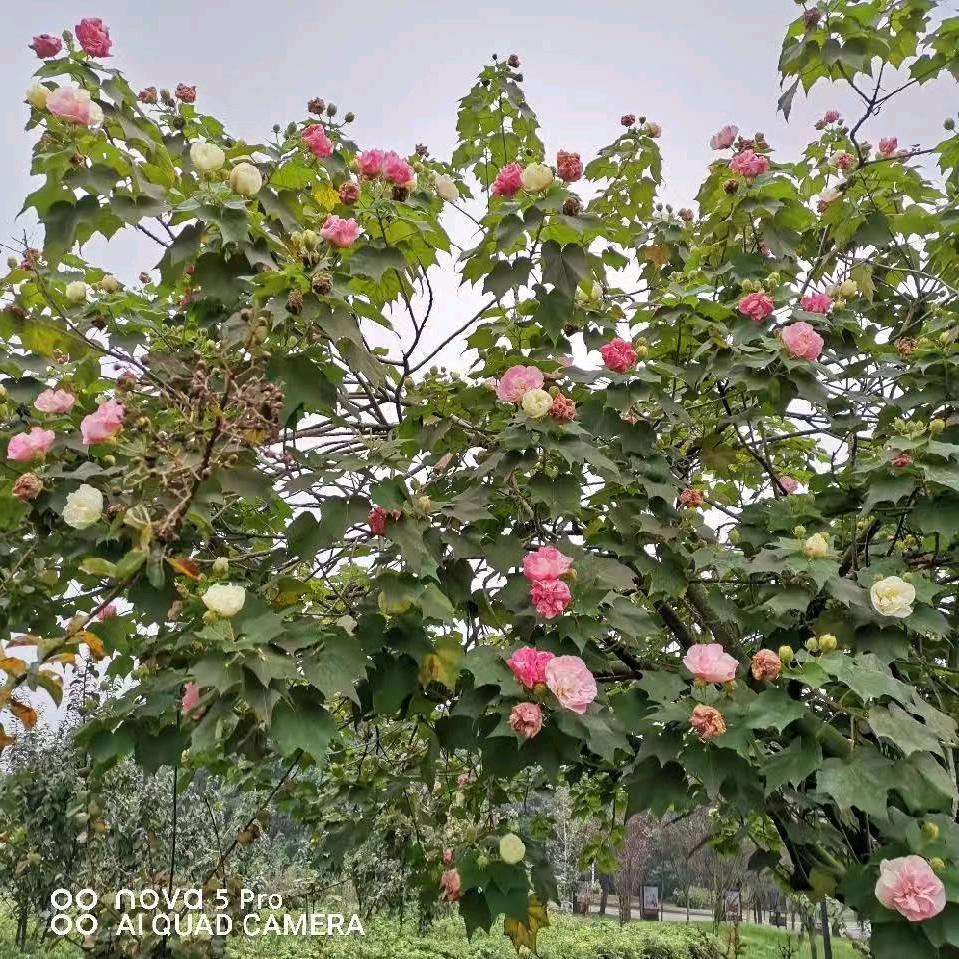 手机用户62242461543年青的❤️