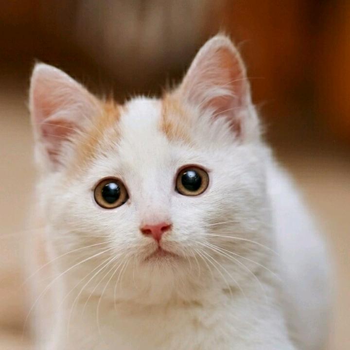 夜猫仔