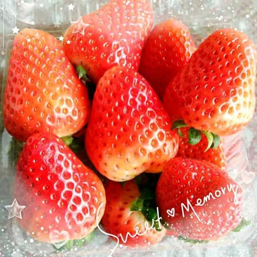 小 丸 子