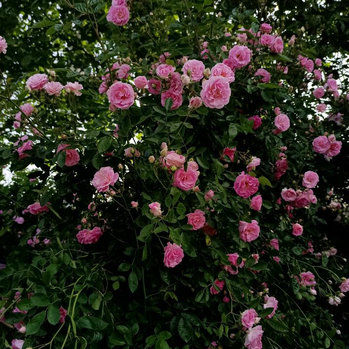 ℳঞ转身陌路人꧔ꦿ᭄💕