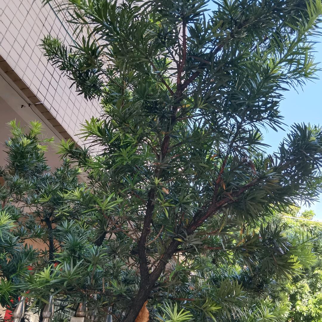 四季常在