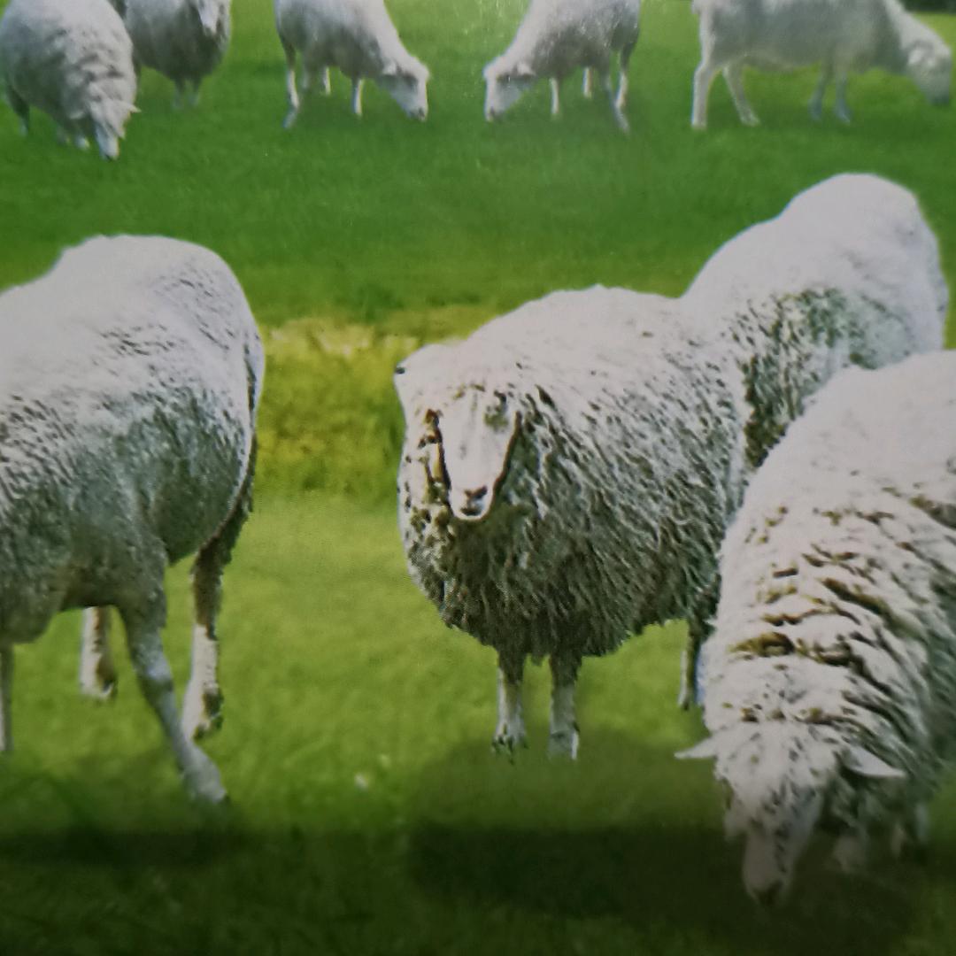 এ᭄³ꦿ꯭杨₁এ᭄⁶ꫛꫀꪝ