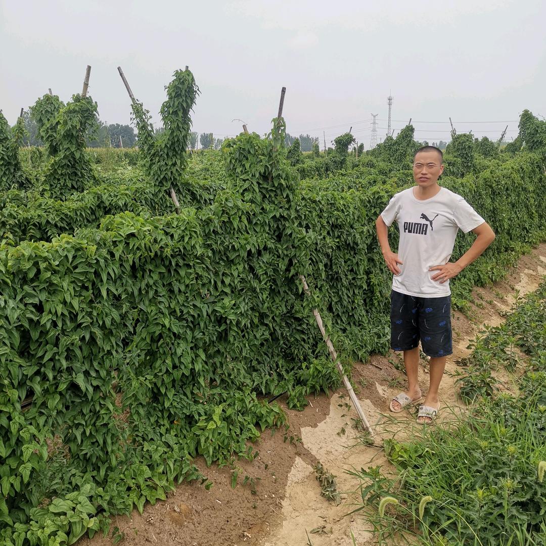 绿色产品，麻山药
