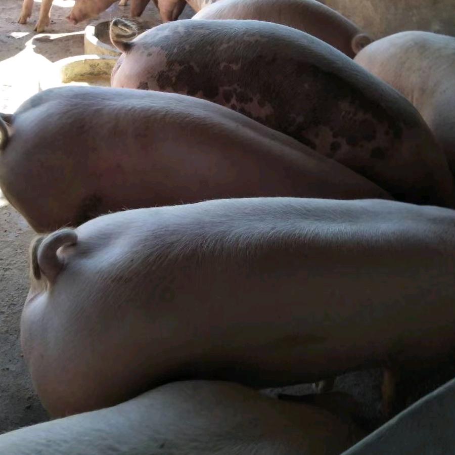 阜新涛哥生猪收购