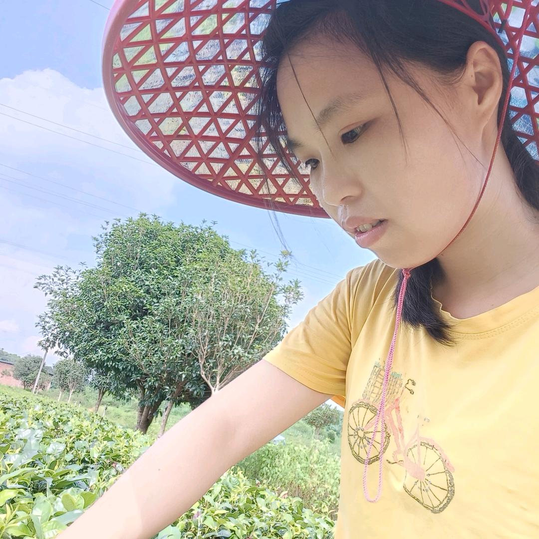 英红九号（小刘）