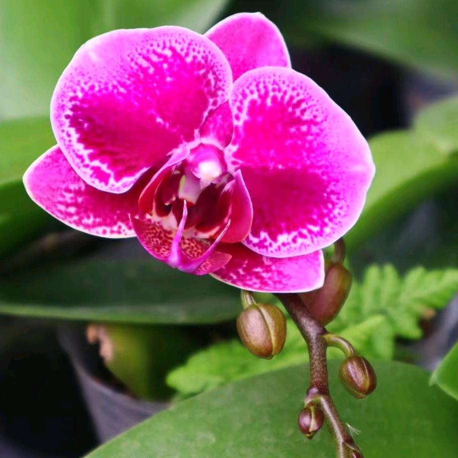 （BOSS）郝（辣椒大蒜）