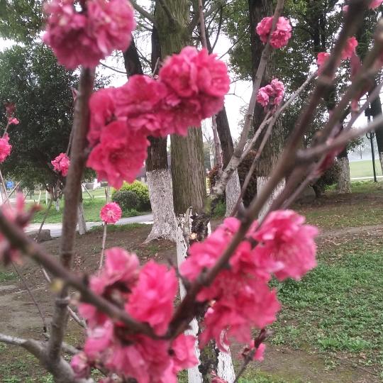 似水流年（华）