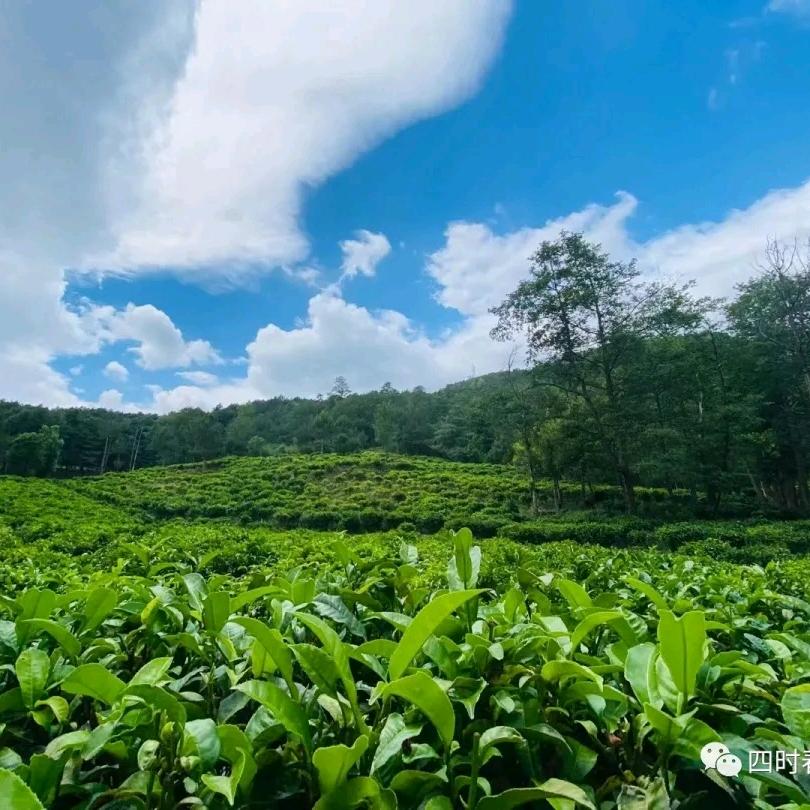 大理四时春茶园（亲子游学基地）