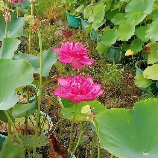 秋天里的树