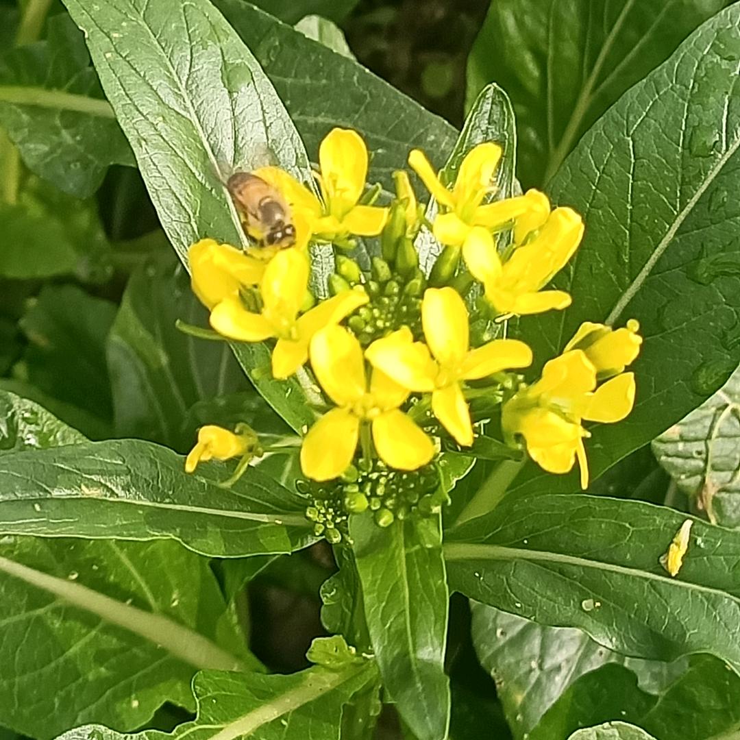 小虫