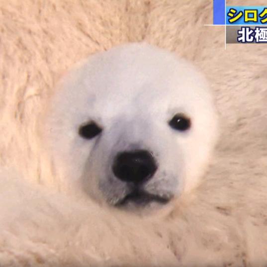 小十说我给你们劈个叉：大