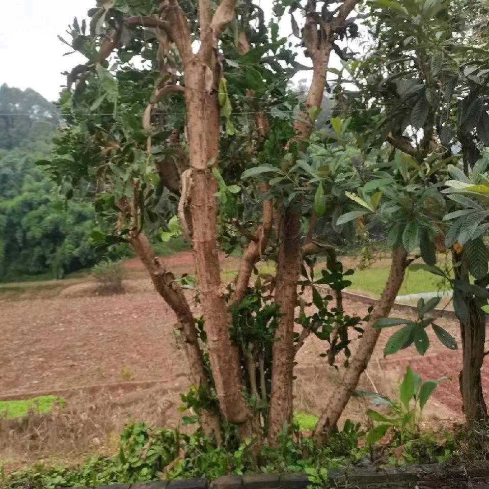 吴玲（拒绝私聊）