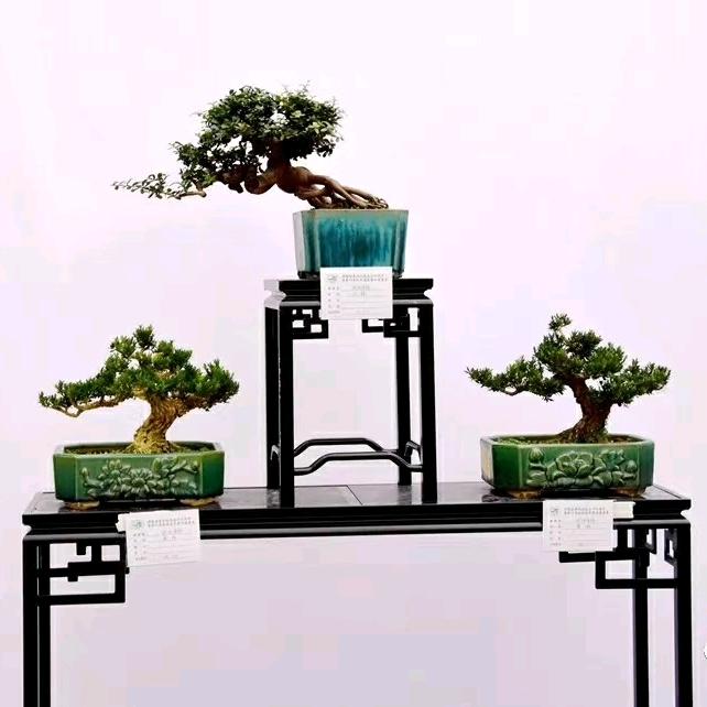石湾盆（厂家直发）晚上8点直播