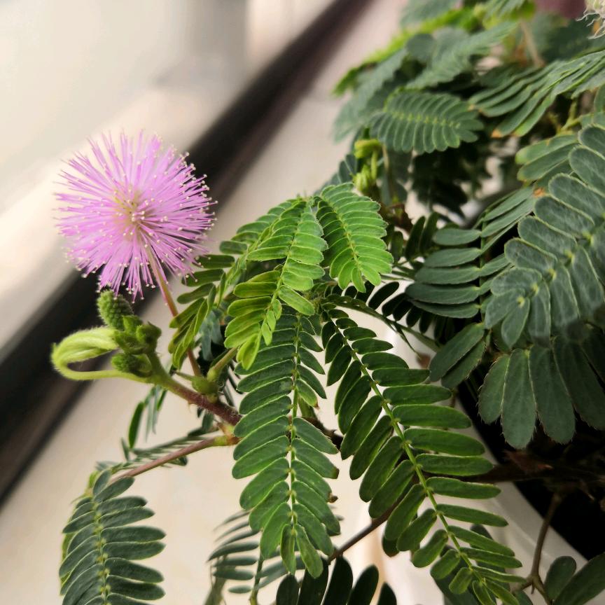 🍉🍇🍊七银琴🍓🍒🍑