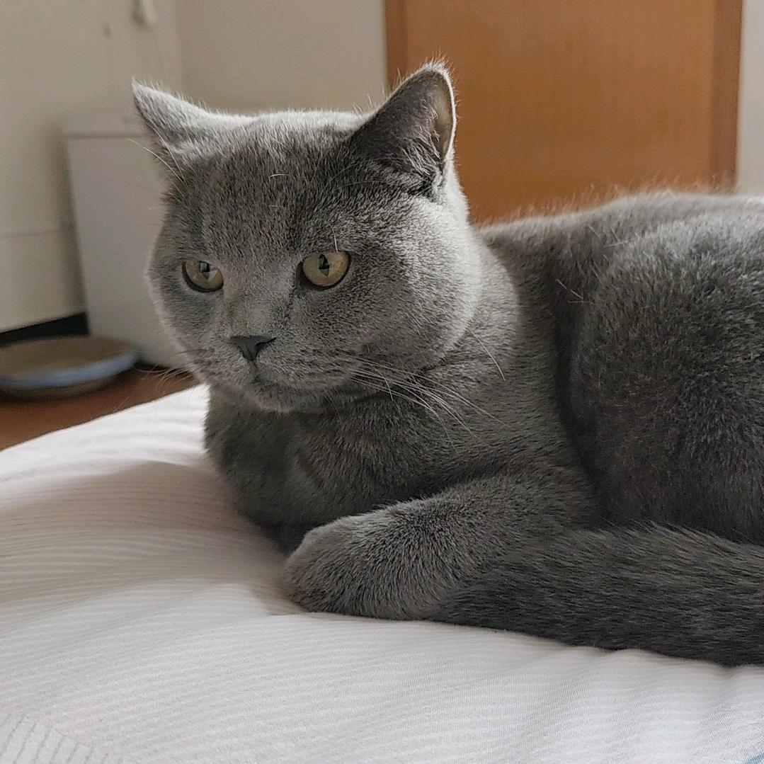 康康是只猫🐱🐱🐱