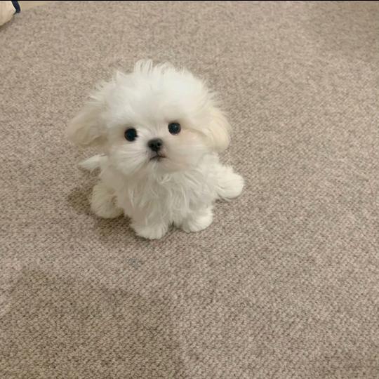 小悦