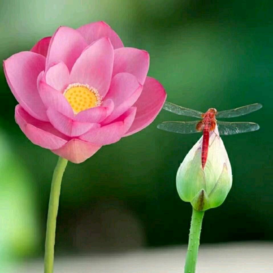 静听花开