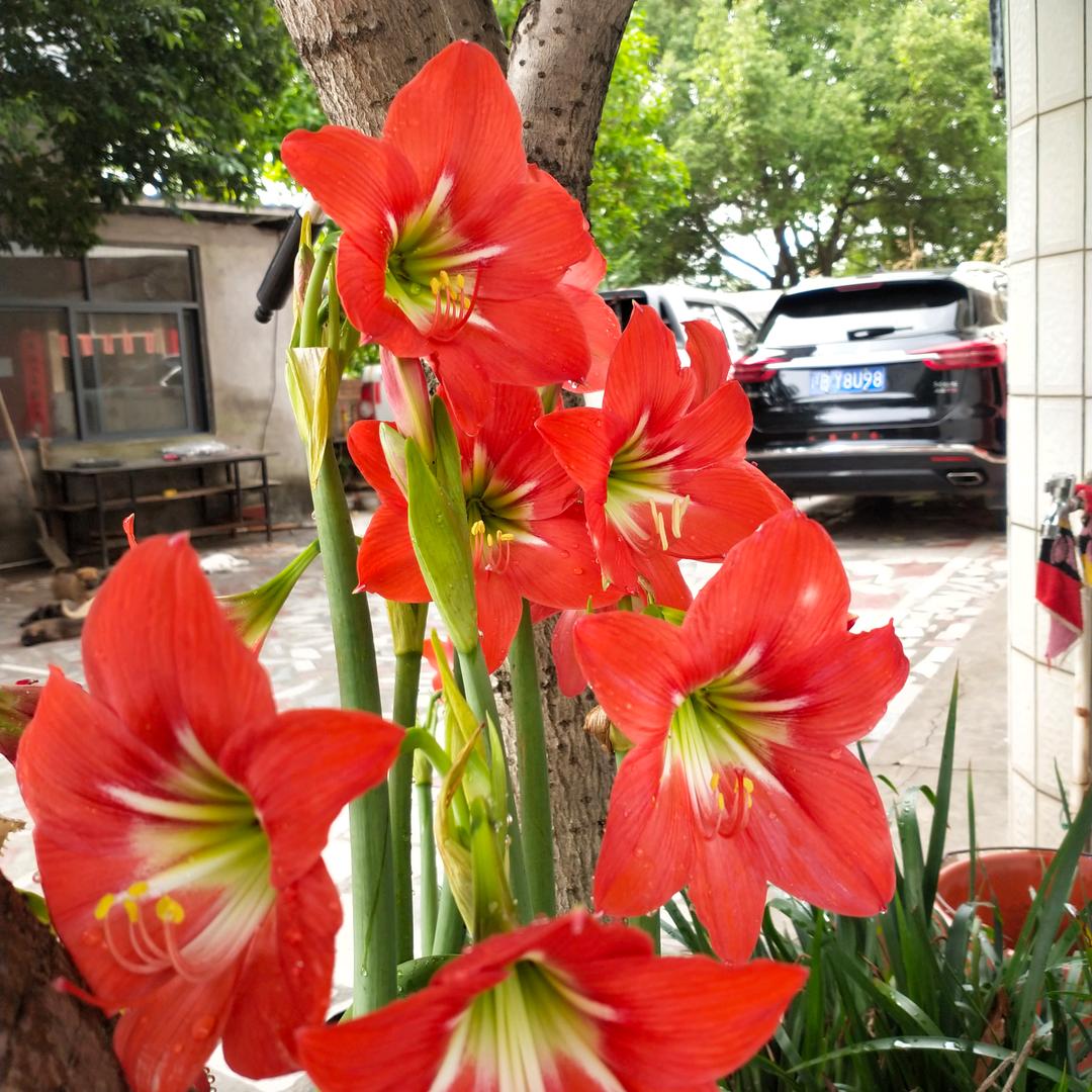 莉🌹