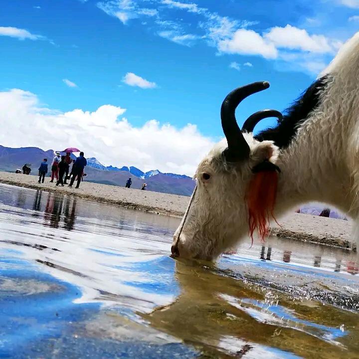 散步的骆驼