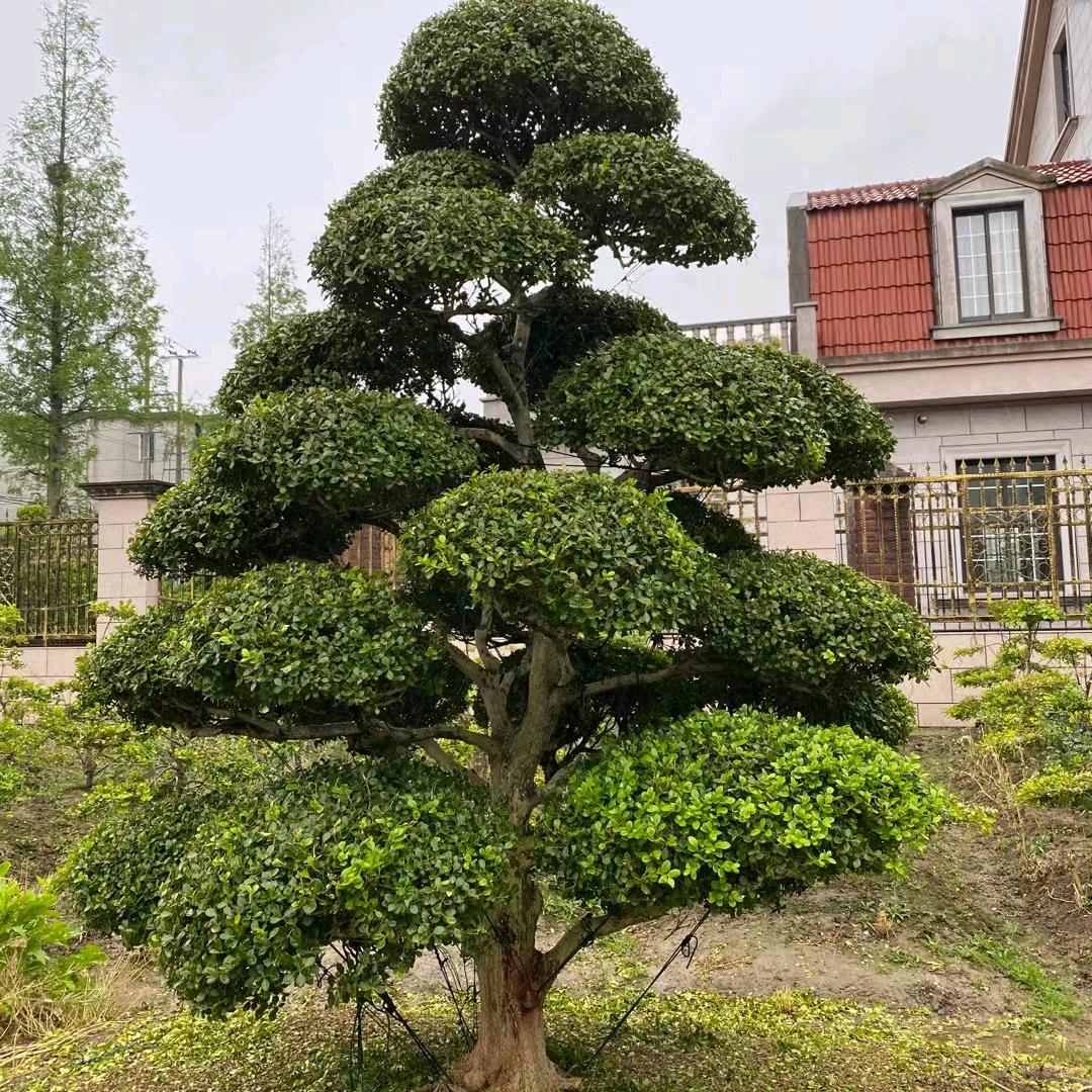 御景亭黄杨基地