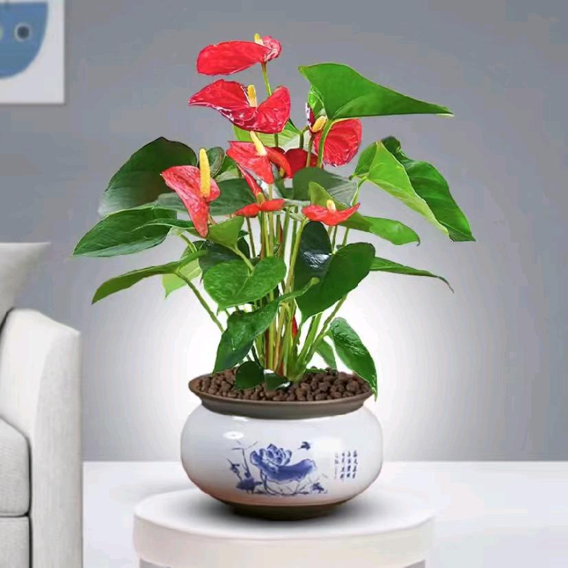 花草园林