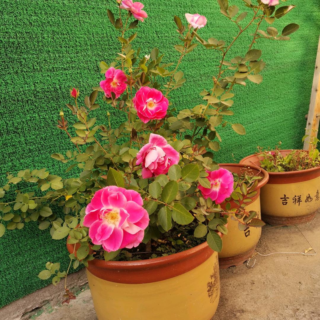 幸福一生