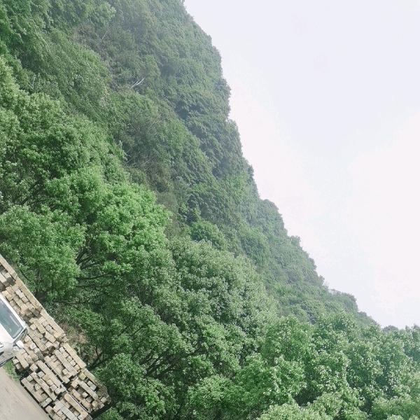布依哥