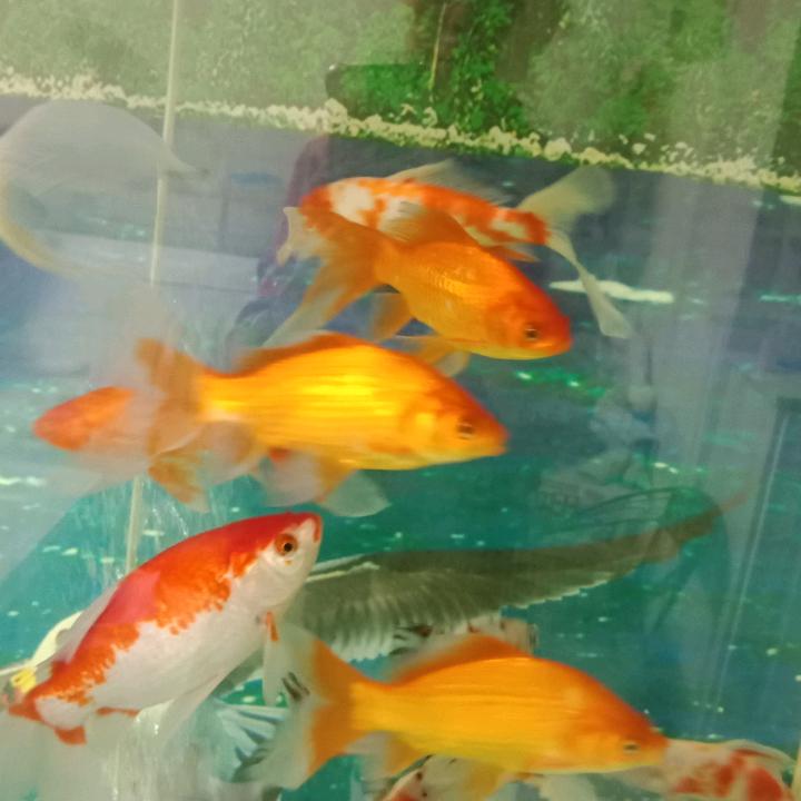李琴英