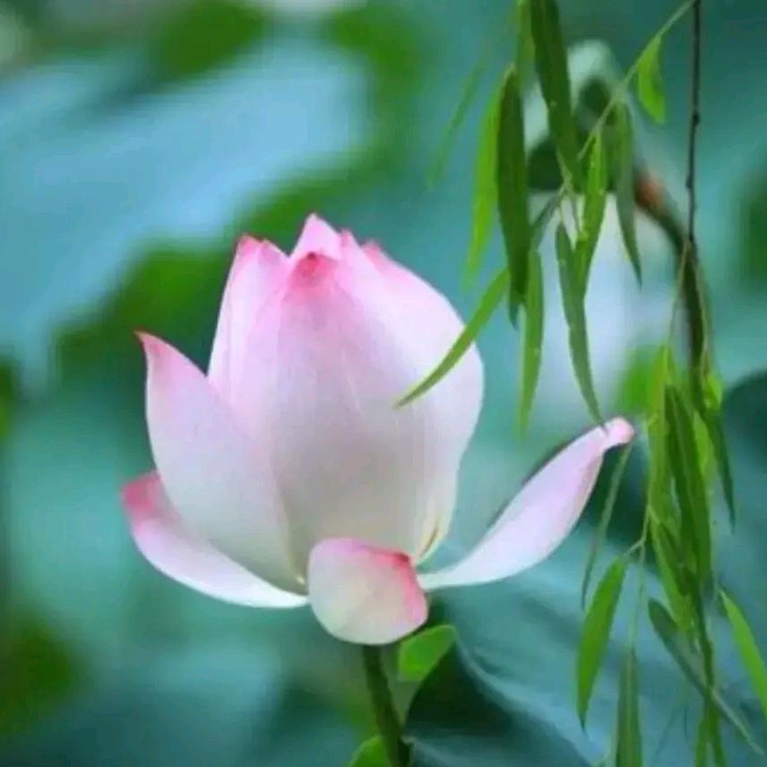 看花客