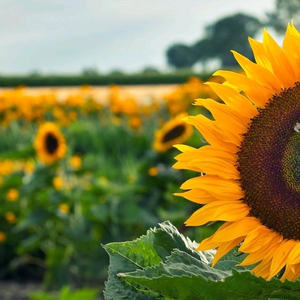 喜欢音乐的会计师