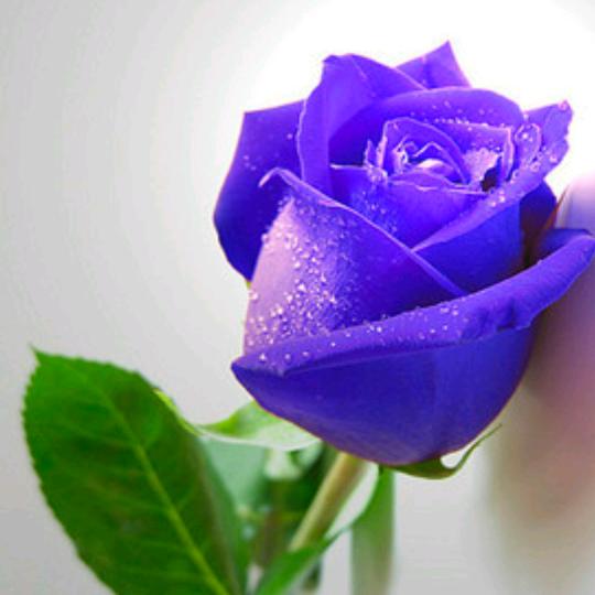 玫瑰花