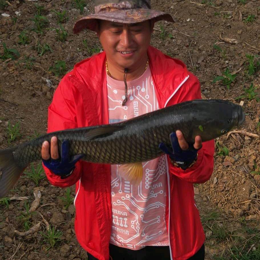 大鲫大鲤  牛气冲天