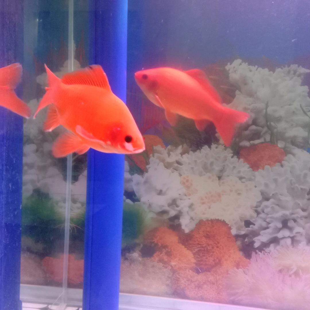海上生明月