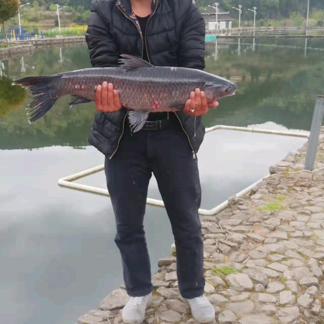 老陈专业黑坑讲解和指导