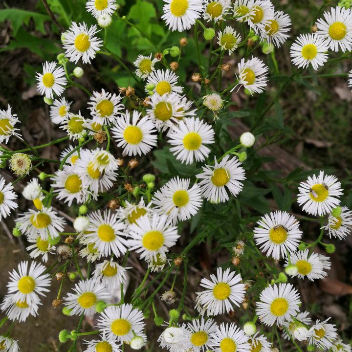 雏菊