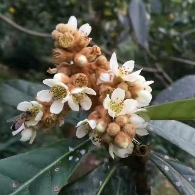 98910262352379子9顺其自然