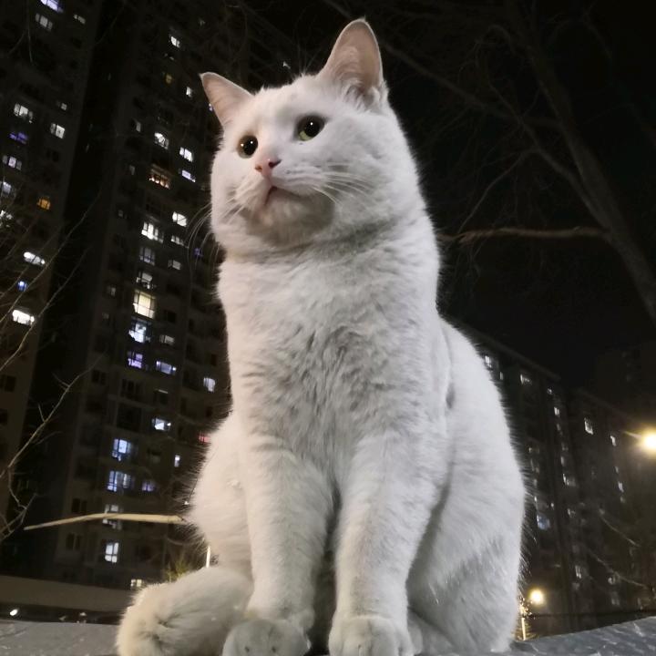 猫眼看世界