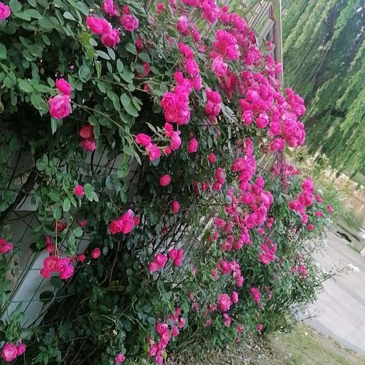 🌸🌸🌸一笑淡然🌸🌸🌸