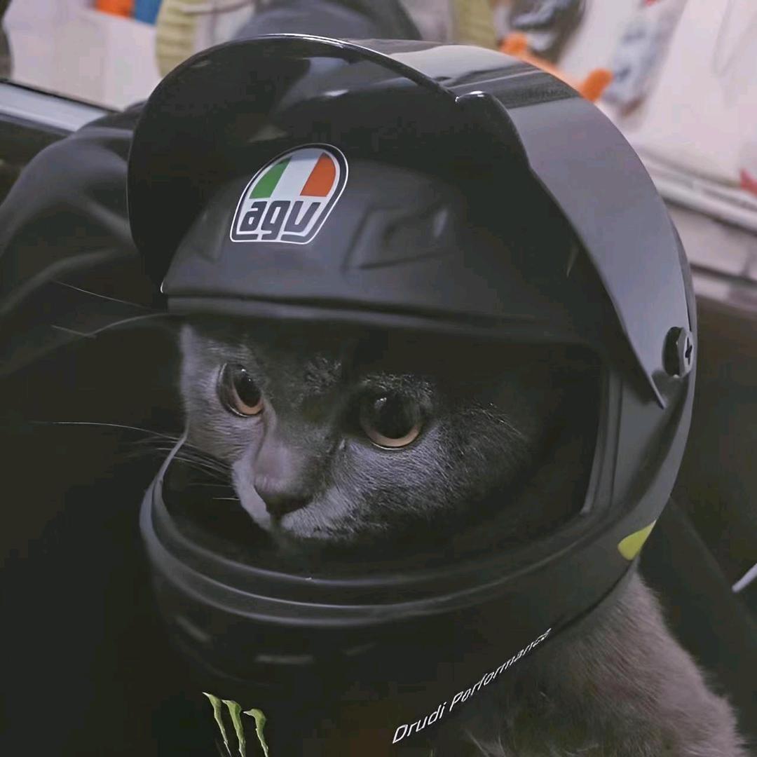 皮蛋是只猫🐱