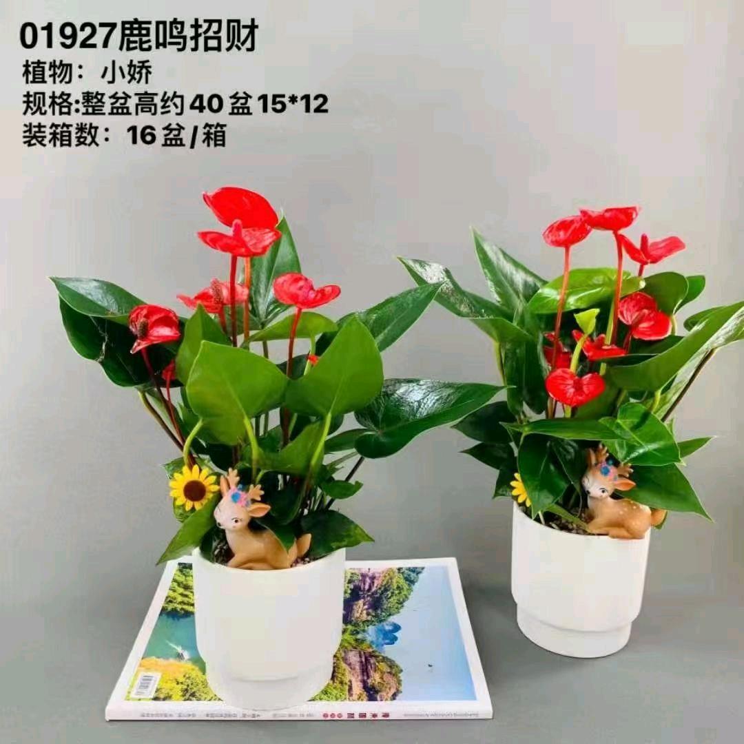 园林小勇