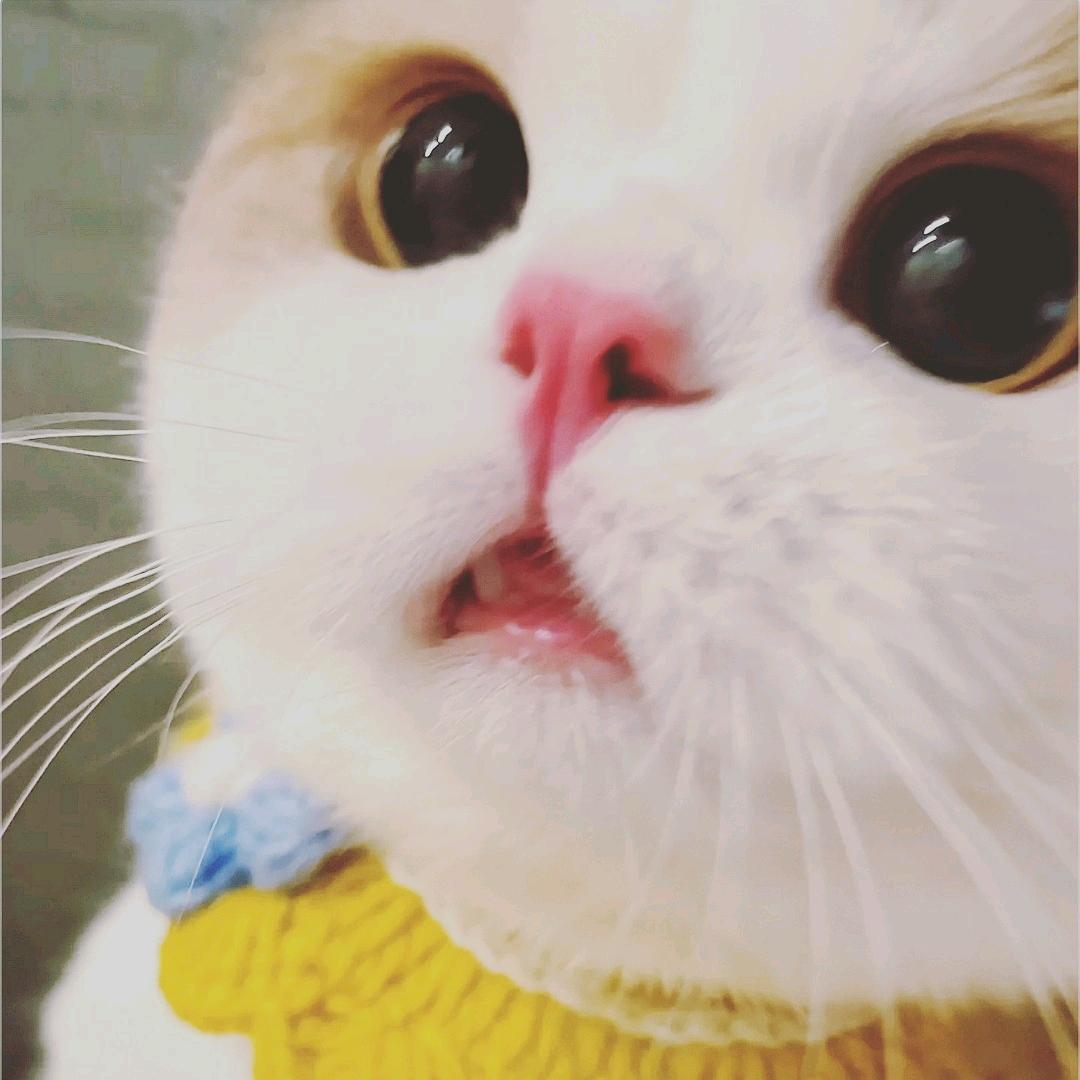 安妮·沃伦提尔