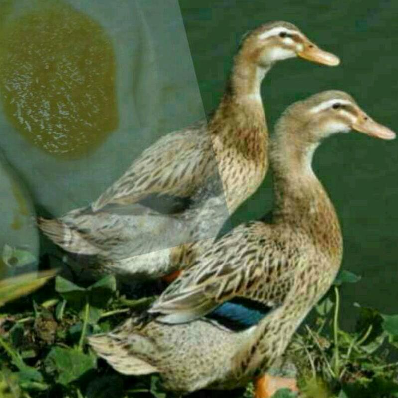 泰安马广军