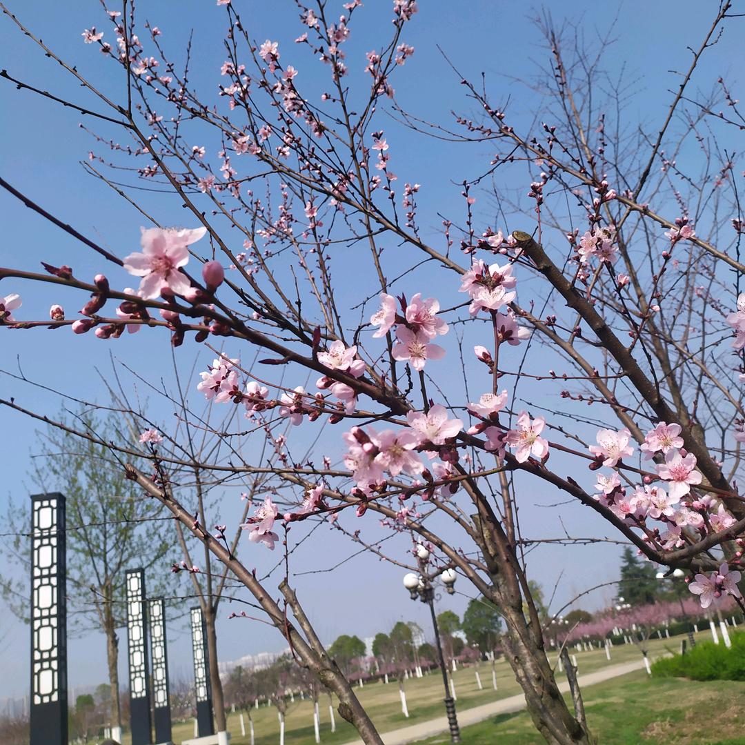 🌺静待花开🌷