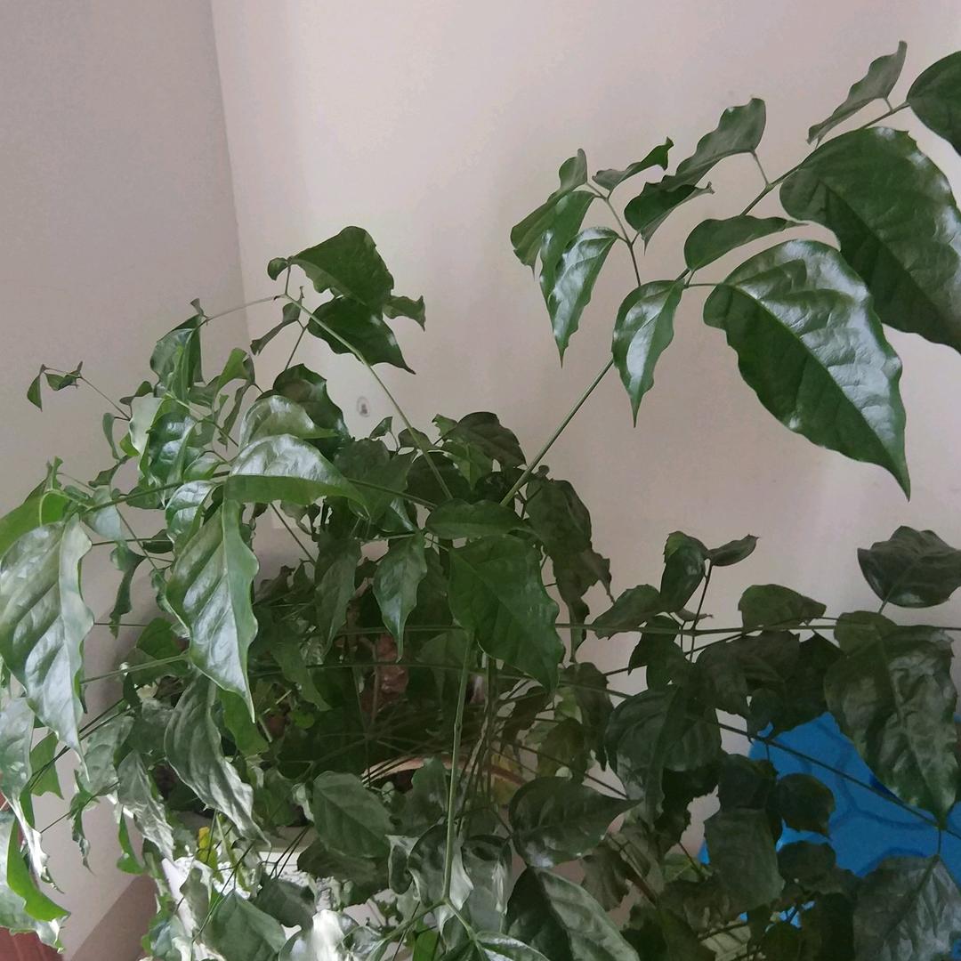 有志者事竟成。