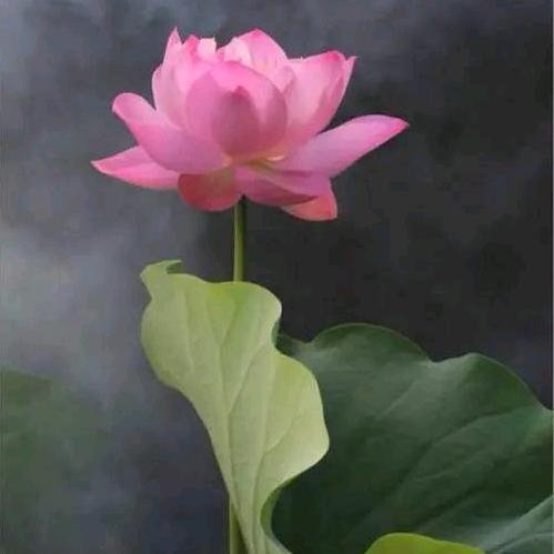 心如止水