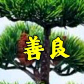 🌲忍冬花🌲谢绝连赞