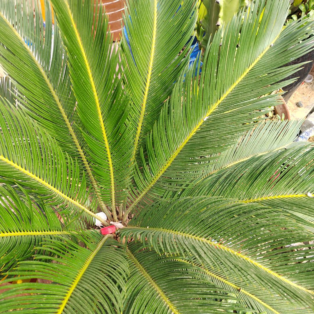 叶子用户5303535984634