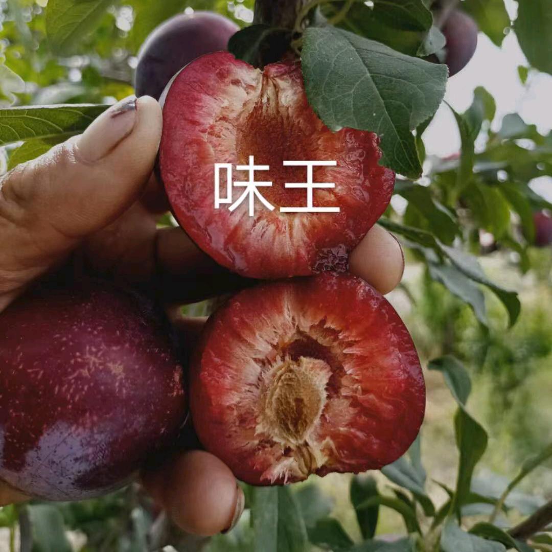 永远兴旺（西梅-味王-国丰7号）